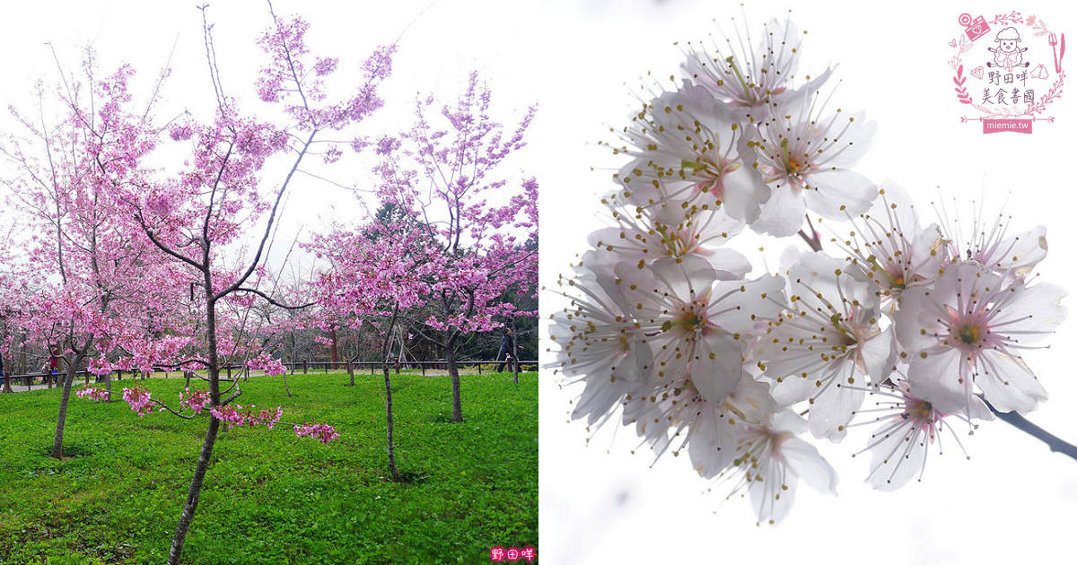 嘉義櫻花景點|阿里山森林遊樂區✿無敵夢幻的浪漫櫻花林!阿里山賞花親子網美景點 - 第1張圖 嘉義櫻花景點|阿里山森林遊樂區✿無敵夢幻的浪漫櫻花林!阿里山賞花親子網美景點