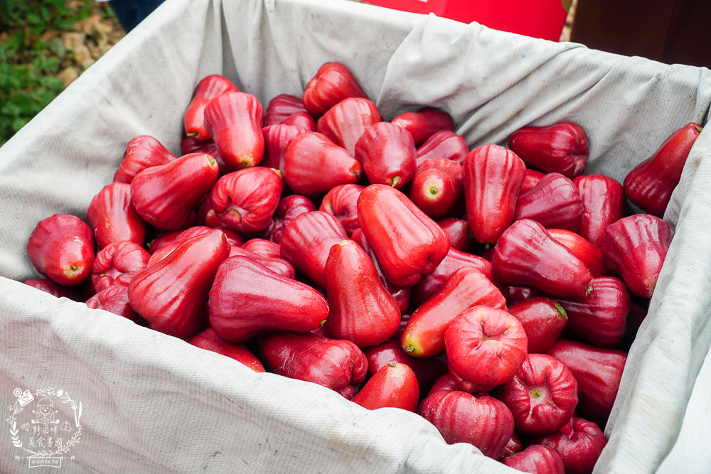 外銷等級的高雄紅蜜蓮霧限量開賣!2000盒只賣到4/15!超過想像力的蓮霧口感|果實海綿體升級高紮實+清脆多汁
