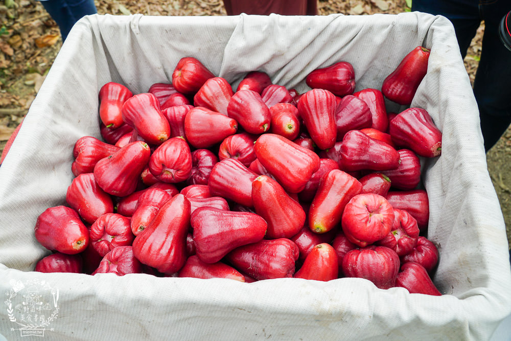 外銷等級的高雄紅蜜蓮霧限量開賣!2000盒只賣到4/15!超過想像力的蓮霧口感|果實海綿體升級高紮實+清脆多汁