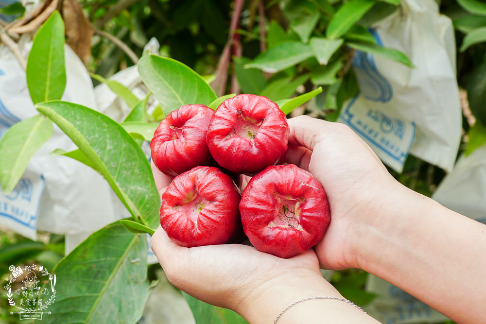 外銷等級的高雄紅蜜蓮霧限量開賣!2000盒只賣到4/15!超過想像力的蓮霧口感|果實海綿體升級高紮實+清脆多汁