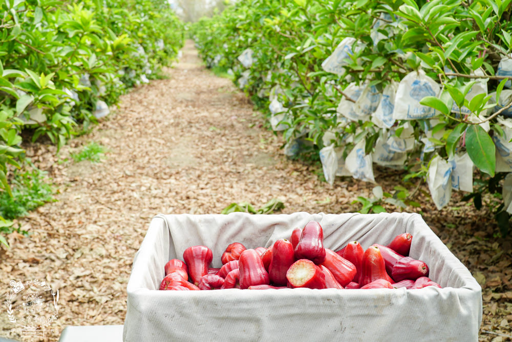 外銷等級的高雄紅蜜蓮霧限量開賣!2000盒只賣到4/15!超過想像力的蓮霧口感|果實海綿體升級高紮實+清脆多汁