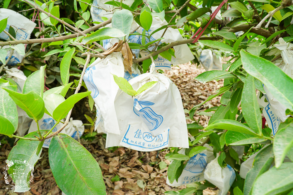 外銷等級的高雄紅蜜蓮霧限量開賣!2000盒只賣到4/15!超過想像力的蓮霧口感|果實海綿體升級高紮實+清脆多汁