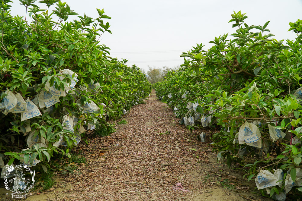 外銷等級的高雄紅蜜蓮霧限量開賣!2000盒只賣到4/15!超過想像力的蓮霧口感|果實海綿體升級高紮實+清脆多汁