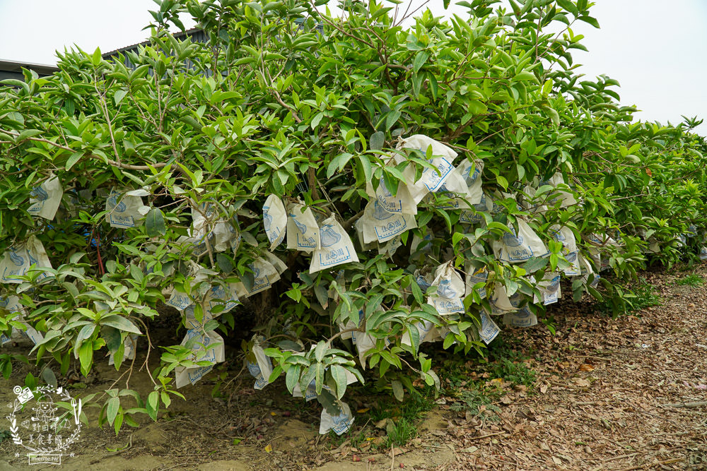 外銷等級的高雄紅蜜蓮霧限量開賣!2000盒只賣到4/15!超過想像力的蓮霧口感|果實海綿體升級高紮實+清脆多汁