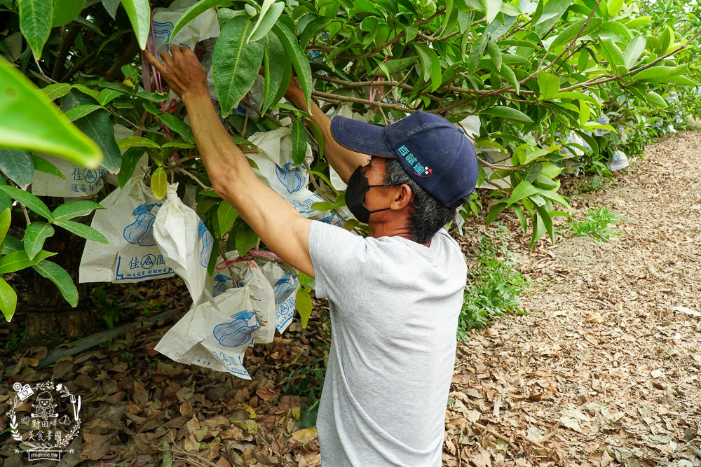 外銷等級的高雄紅蜜蓮霧限量開賣!2000盒只賣到4/15!超過想像力的蓮霧口感|果實海綿體升級高紮實+清脆多汁
