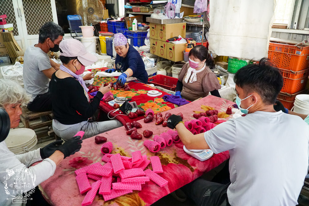 外銷等級的高雄紅蜜蓮霧限量開賣!2000盒只賣到4/15!超過想像力的蓮霧口感|果實海綿體升級高紮實+清脆多汁