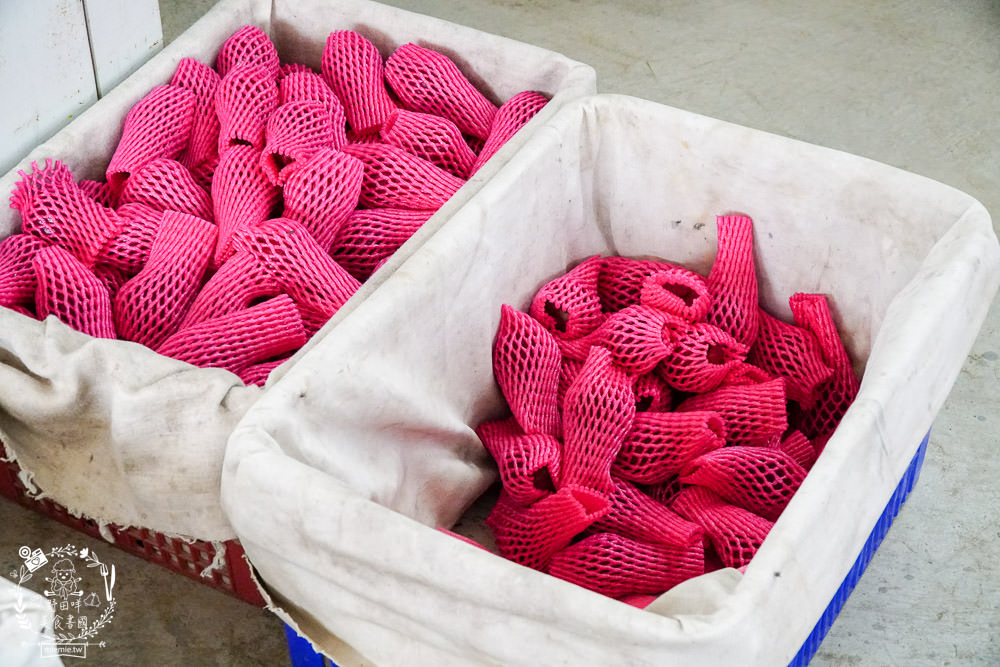 外銷等級的高雄紅蜜蓮霧限量開賣!2000盒只賣到4/15!超過想像力的蓮霧口感|果實海綿體升級高紮實+清脆多汁