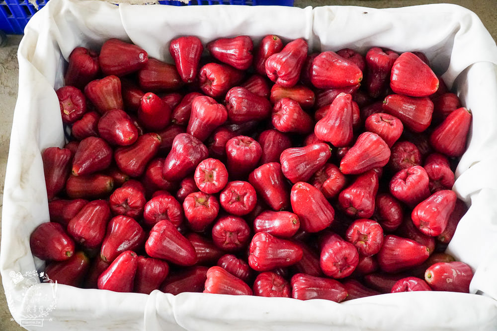 外銷等級的高雄紅蜜蓮霧限量開賣!2000盒只賣到4/15!超過想像力的蓮霧口感|果實海綿體升級高紮實+清脆多汁