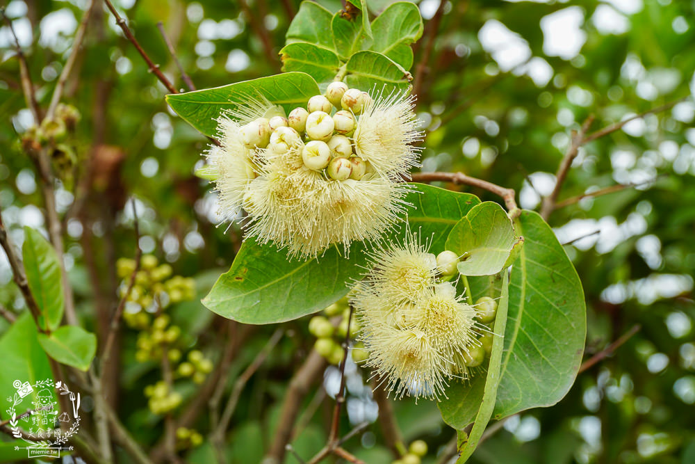 外銷等級的高雄紅蜜蓮霧限量開賣!2000盒只賣到4/15!超過想像力的蓮霧口感|果實海綿體升級高紮實+清脆多汁