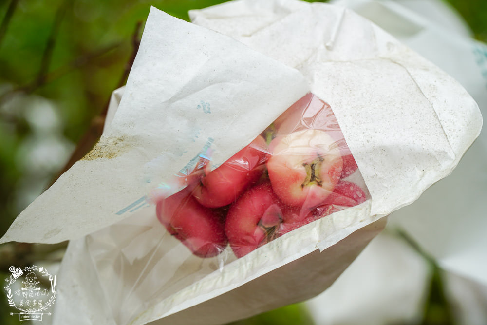 外銷等級的高雄紅蜜蓮霧限量開賣!2000盒只賣到4/15!超過想像力的蓮霧口感|果實海綿體升級高紮實+清脆多汁