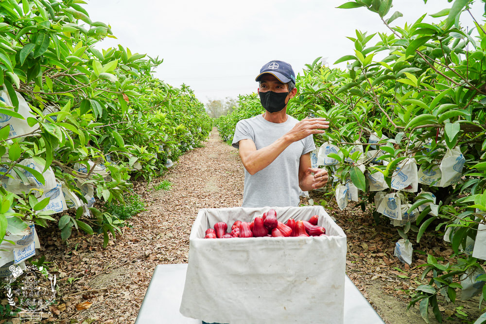 外銷等級的高雄紅蜜蓮霧限量開賣!2000盒只賣到4/15!超過想像力的蓮霧口感|果實海綿體升級高紮實+清脆多汁