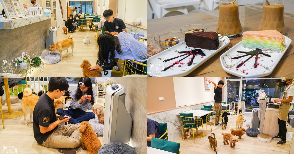 魔法咪嚕寵物咖啡館|台南超人氣寵物餐廳!10多隻萌寵陪伴用餐療癒到融化了!不訂位就容易撲空唷!
