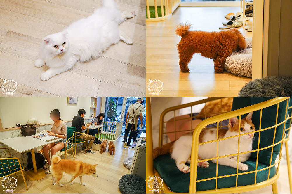 魔法咪嚕寵物咖啡館|台南超人氣寵物餐廳!10多隻萌寵陪伴用餐療癒到融化了!不訂位就容易撲空唷!