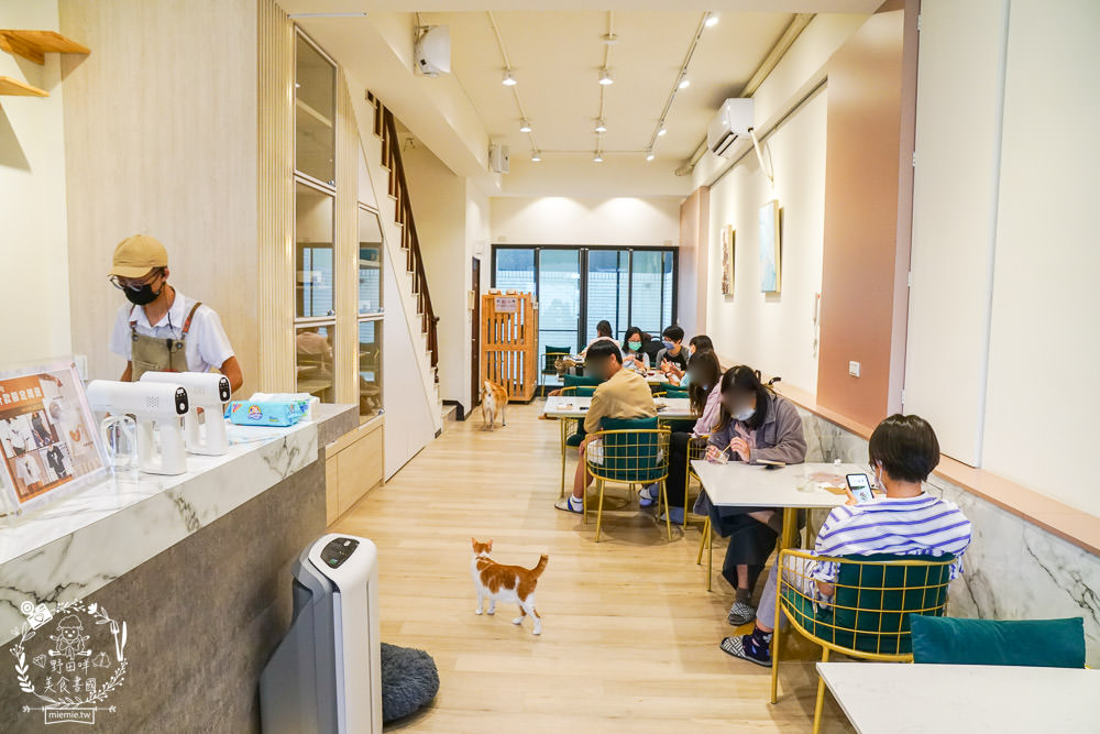 魔法咪嚕寵物咖啡館|台南超人氣寵物餐廳!10多隻萌寵陪伴用餐療癒到融化了!不訂位就容易撲空唷!