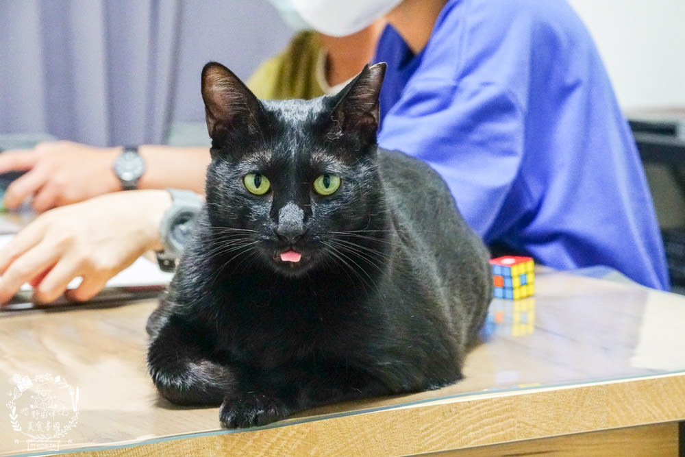 魔法咪嚕寵物咖啡館|台南超人氣寵物餐廳!10多隻萌寵陪伴用餐療癒到融化了!不訂位就容易撲空唷!