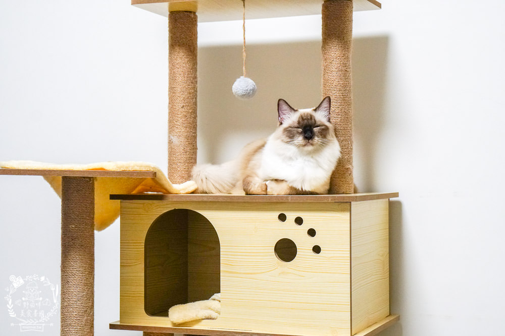 魔法咪嚕寵物咖啡館|台南超人氣寵物餐廳!10多隻萌寵陪伴用餐療癒到融化了!不訂位就容易撲空唷!