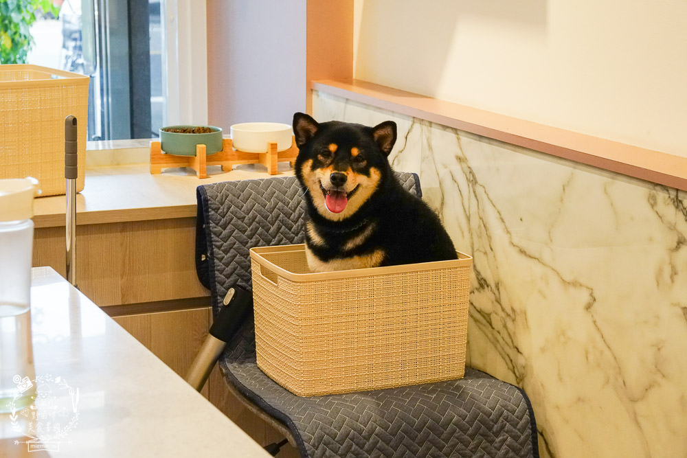 魔法咪嚕寵物咖啡館|台南超人氣寵物餐廳!10多隻萌寵陪伴用餐療癒到融化了!不訂位就容易撲空唷!