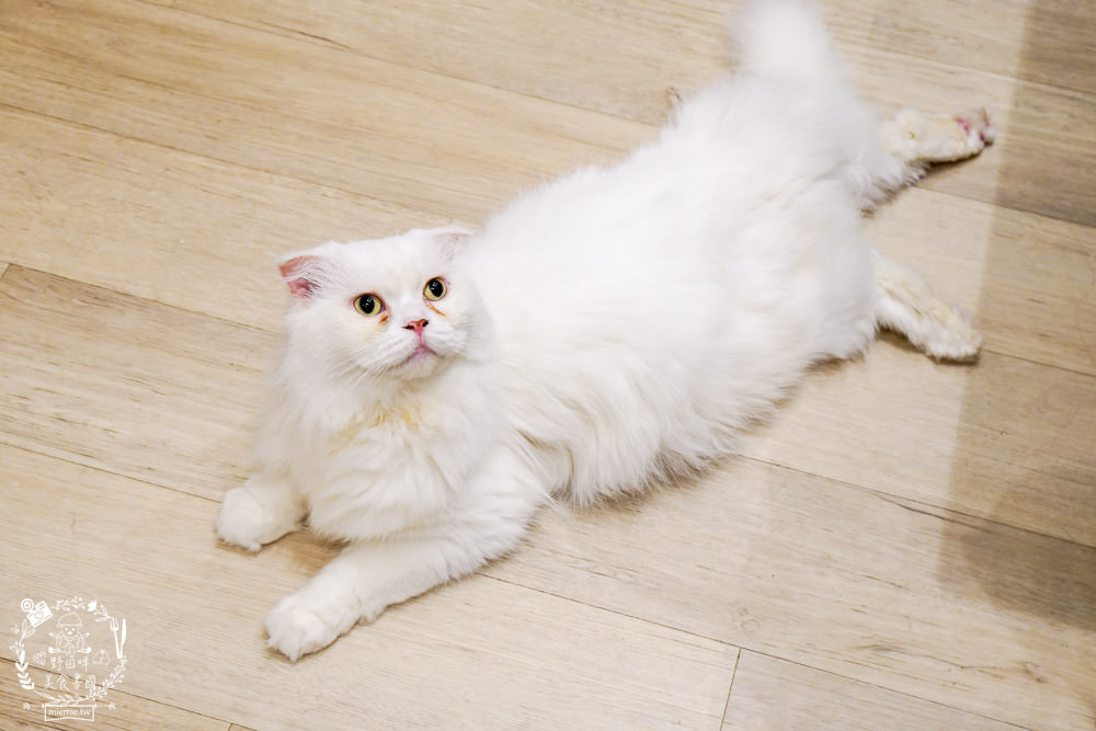 魔法咪嚕寵物咖啡館|台南超人氣寵物餐廳!10多隻萌寵陪伴用餐療癒到融化了!不訂位就容易撲空唷!