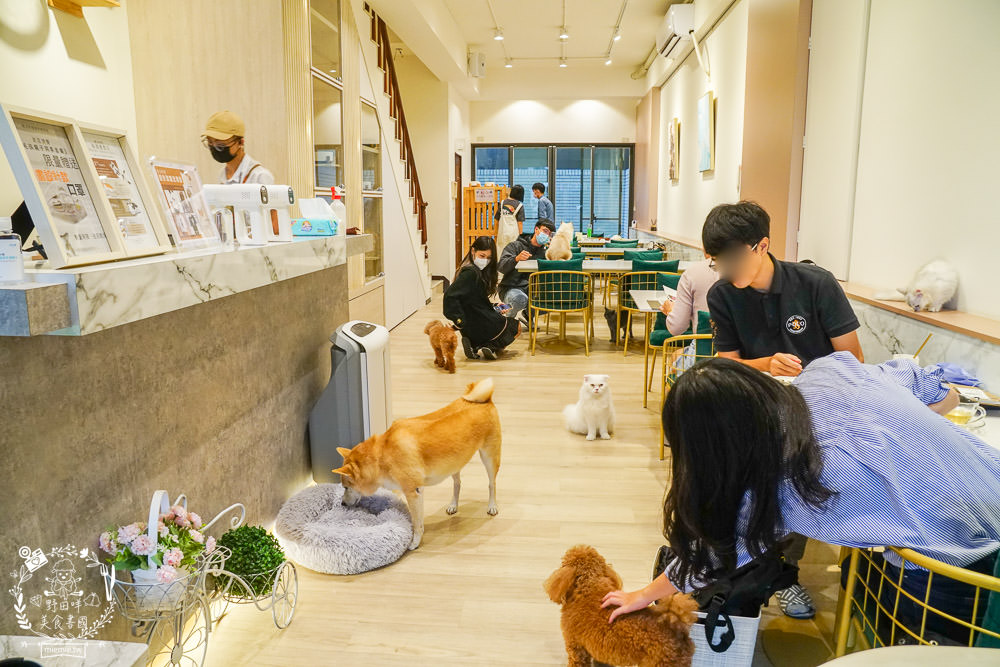 魔法咪嚕寵物咖啡館|台南超人氣寵物餐廳!10多隻萌寵陪伴用餐療癒到融化了!不訂位就容易撲空唷!