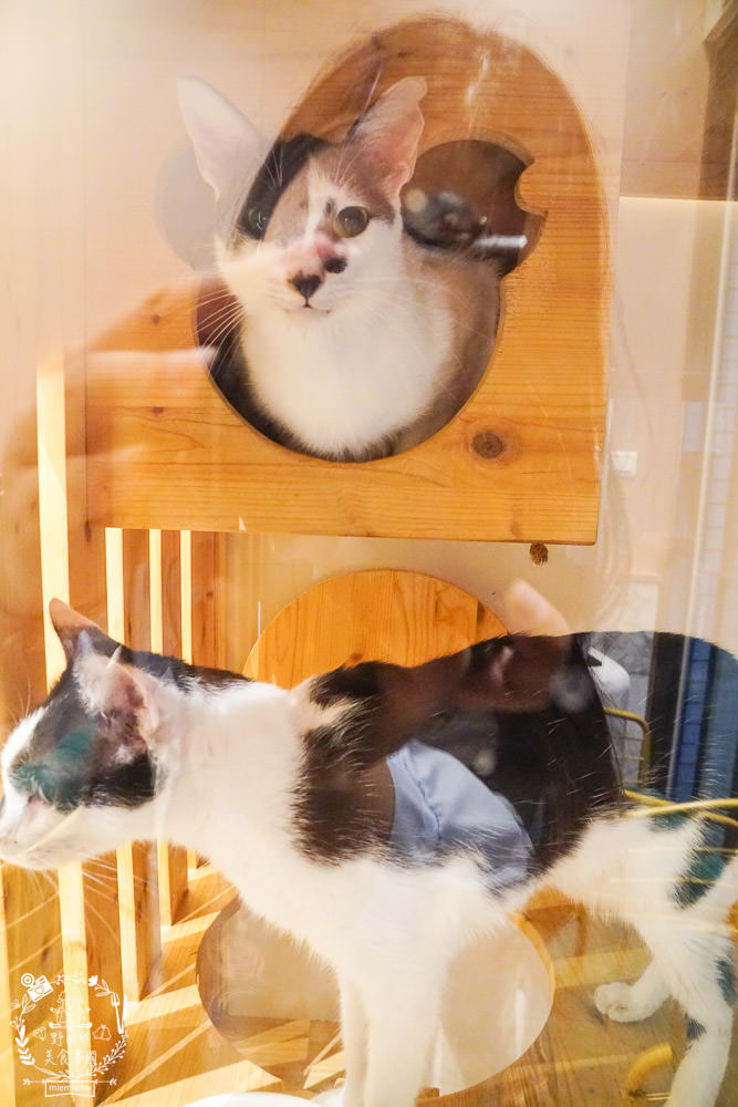 魔法咪嚕寵物咖啡館|台南超人氣寵物餐廳!10多隻萌寵陪伴用餐療癒到融化了!不訂位就容易撲空唷!