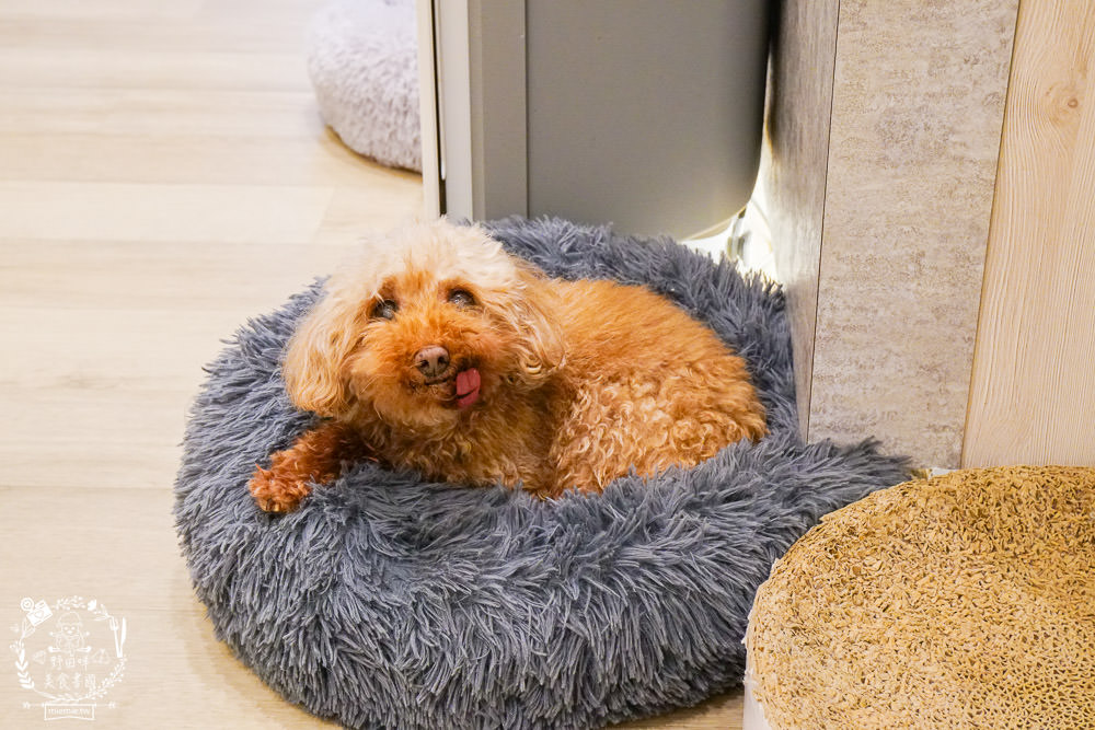 魔法咪嚕寵物咖啡館|台南超人氣寵物餐廳!10多隻萌寵陪伴用餐療癒到融化了!不訂位就容易撲空唷!