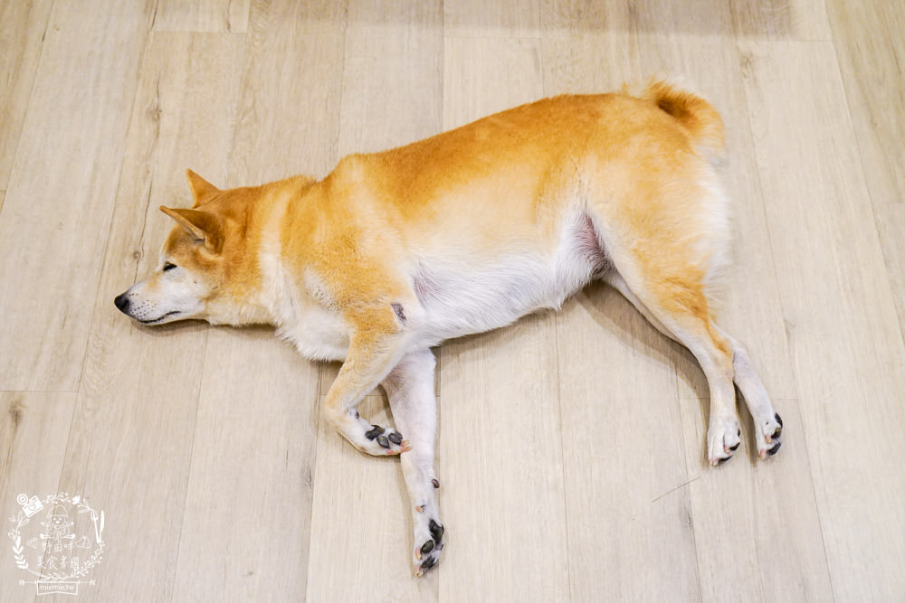 魔法咪嚕寵物咖啡館|台南超人氣寵物餐廳!10多隻萌寵陪伴用餐療癒到融化了!不訂位就容易撲空唷!