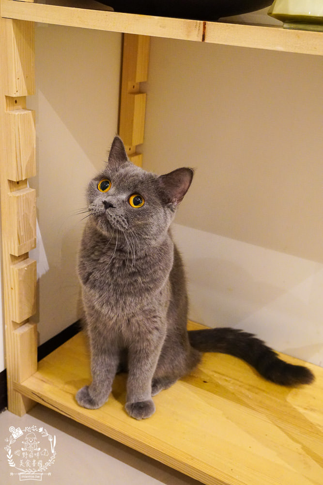 魔法咪嚕寵物咖啡館|台南超人氣寵物餐廳!10多隻萌寵陪伴用餐療癒到融化了!不訂位就容易撲空唷!