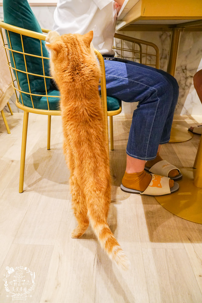 魔法咪嚕寵物咖啡館|台南超人氣寵物餐廳!10多隻萌寵陪伴用餐療癒到融化了!不訂位就容易撲空唷!