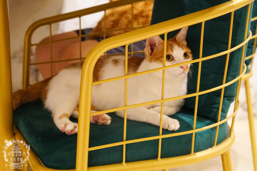 魔法咪嚕寵物咖啡館|台南超人氣寵物餐廳!10多隻萌寵陪伴用餐療癒到融化了!不訂位就容易撲空唷!