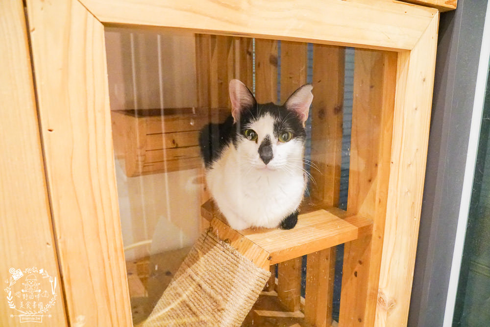 魔法咪嚕寵物咖啡館|台南超人氣寵物餐廳!10多隻萌寵陪伴用餐療癒到融化了!不訂位就容易撲空唷!