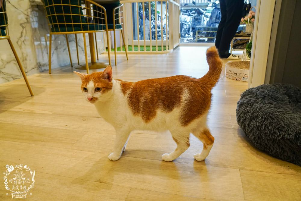 魔法咪嚕寵物咖啡館|台南超人氣寵物餐廳!10多隻萌寵陪伴用餐療癒到融化了!不訂位就容易撲空唷!