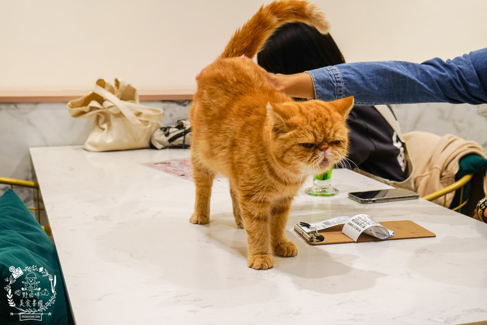 魔法咪嚕寵物咖啡館|台南超人氣寵物餐廳!10多隻萌寵陪伴用餐療癒到融化了!不訂位就容易撲空唷!