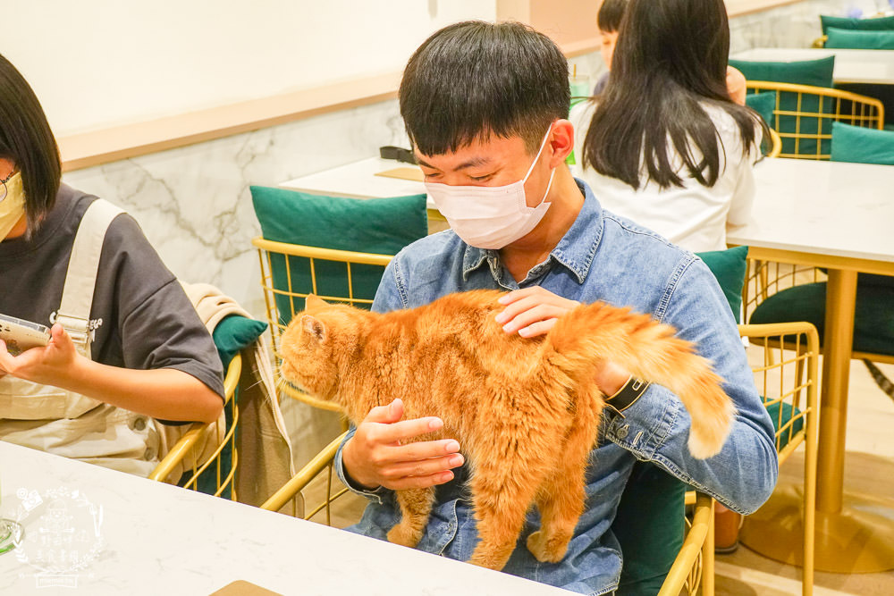 魔法咪嚕寵物咖啡館|台南超人氣寵物餐廳!10多隻萌寵陪伴用餐療癒到融化了!不訂位就容易撲空唷!