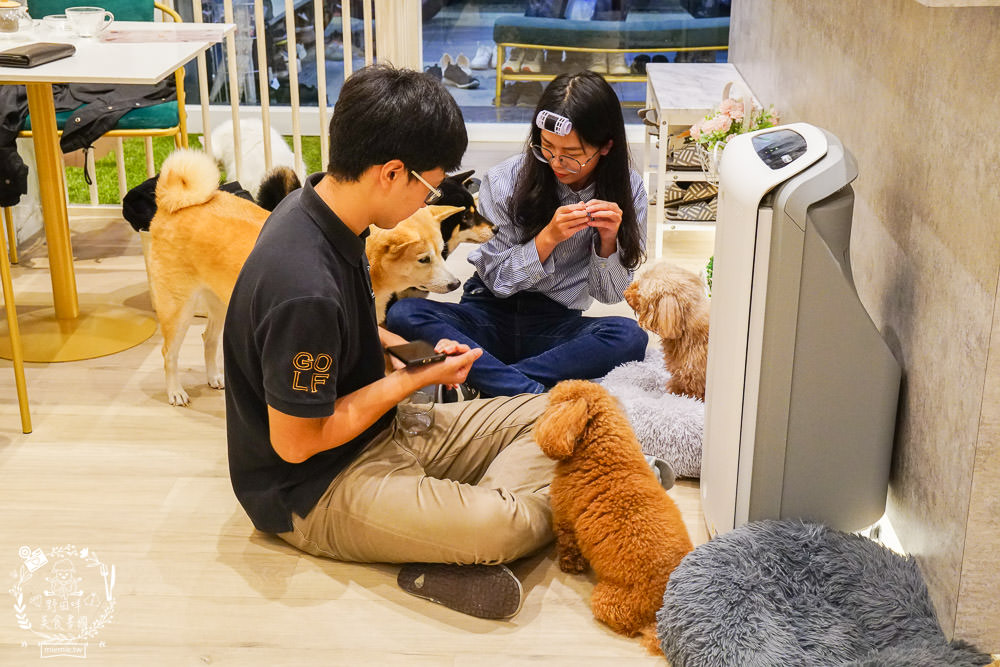 魔法咪嚕寵物咖啡館|台南超人氣寵物餐廳!10多隻萌寵陪伴用餐療癒到融化了!不訂位就容易撲空唷!