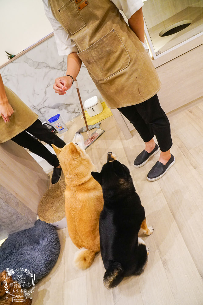 魔法咪嚕寵物咖啡館|台南超人氣寵物餐廳!10多隻萌寵陪伴用餐療癒到融化了!不訂位就容易撲空唷!