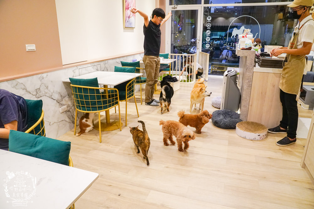 魔法咪嚕寵物咖啡館|台南超人氣寵物餐廳!10多隻萌寵陪伴用餐療癒到融化了!不訂位就容易撲空唷!