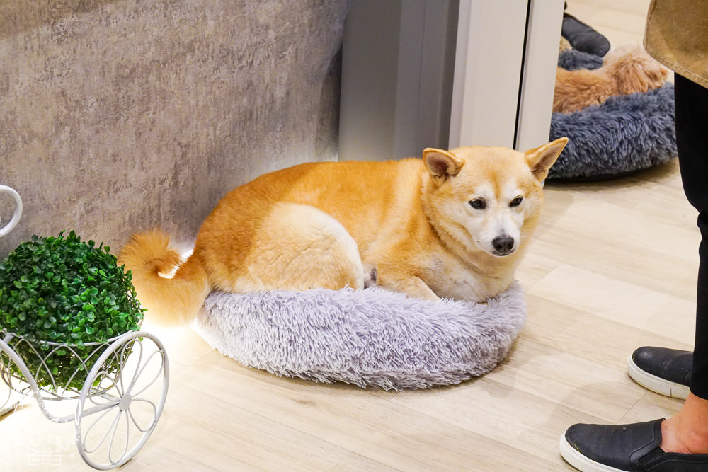 魔法咪嚕寵物咖啡館|台南超人氣寵物餐廳!10多隻萌寵陪伴用餐療癒到融化了!不訂位就容易撲空唷!