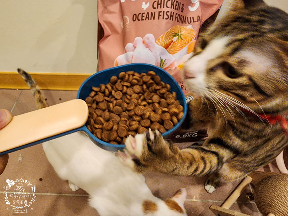 無穀全齡貓雞&鮭魚(泌尿化毛配方)鮮樂嚐評價開箱!高CP值貓咪飼料!腸胃敏感寵物飼料推薦+添加益生菌飼料