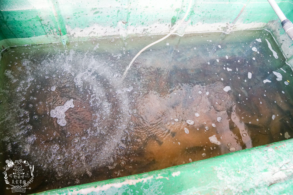 黃金蝦無毒泰國蝦餐廳|屏東超人氣泰國蝦城堡樂園!新推超澎湃海鮮飯湯!全台唯一無毒+海水SPA泰國蝦! - 第53張圖 黃金蝦無毒泰國蝦餐廳|屏東超人氣泰國蝦城堡樂園!新推超澎湃海鮮飯湯!全台唯一無毒+海水SPA泰國蝦!