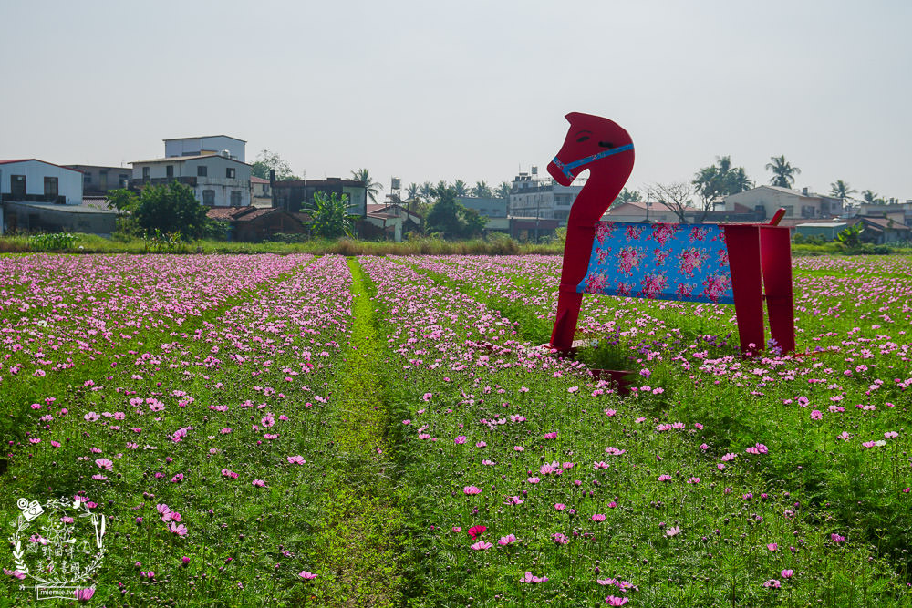 2025美濃花海|高雄色彩絢麗的繽紛浪漫花海!超好拍的七彩巨椅+兔兔藝術裝置!向日葵+百日草+大波斯菊等絢爛花海~