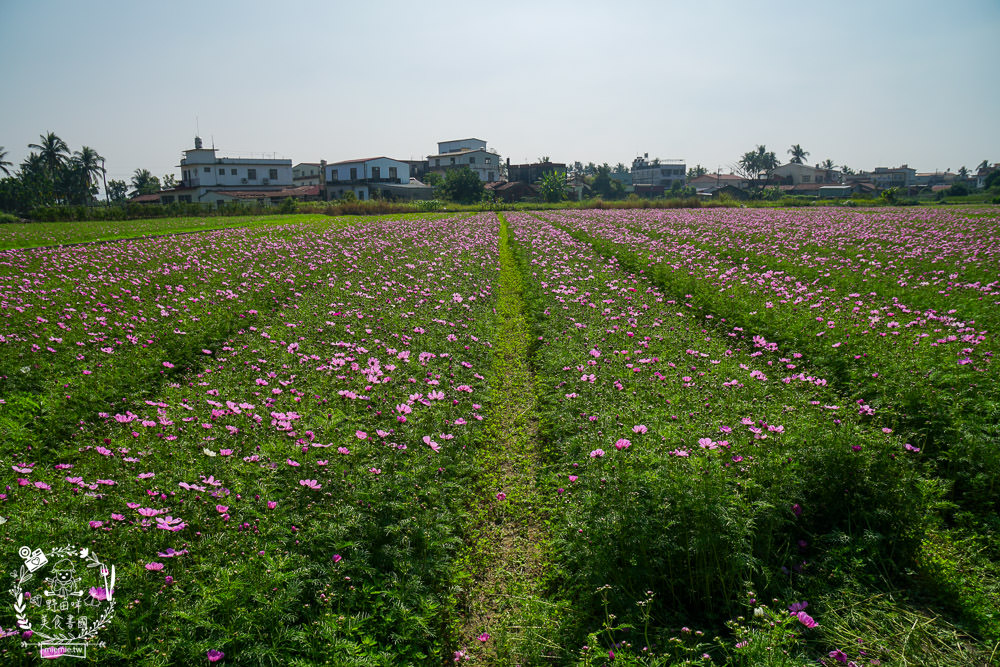2025美濃花海|高雄色彩絢麗的繽紛浪漫花海!超好拍的七彩巨椅+兔兔藝術裝置!向日葵+百日草+大波斯菊等絢爛花海~