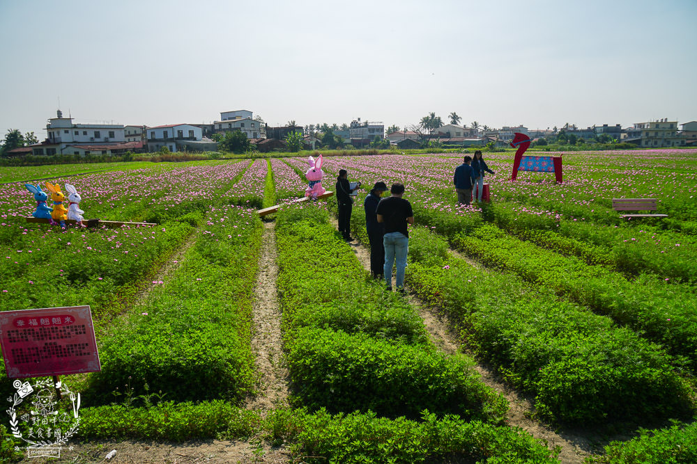 2025美濃花海|高雄色彩絢麗的繽紛浪漫花海!超好拍的七彩巨椅+兔兔藝術裝置!向日葵+百日草+大波斯菊等絢爛花海~