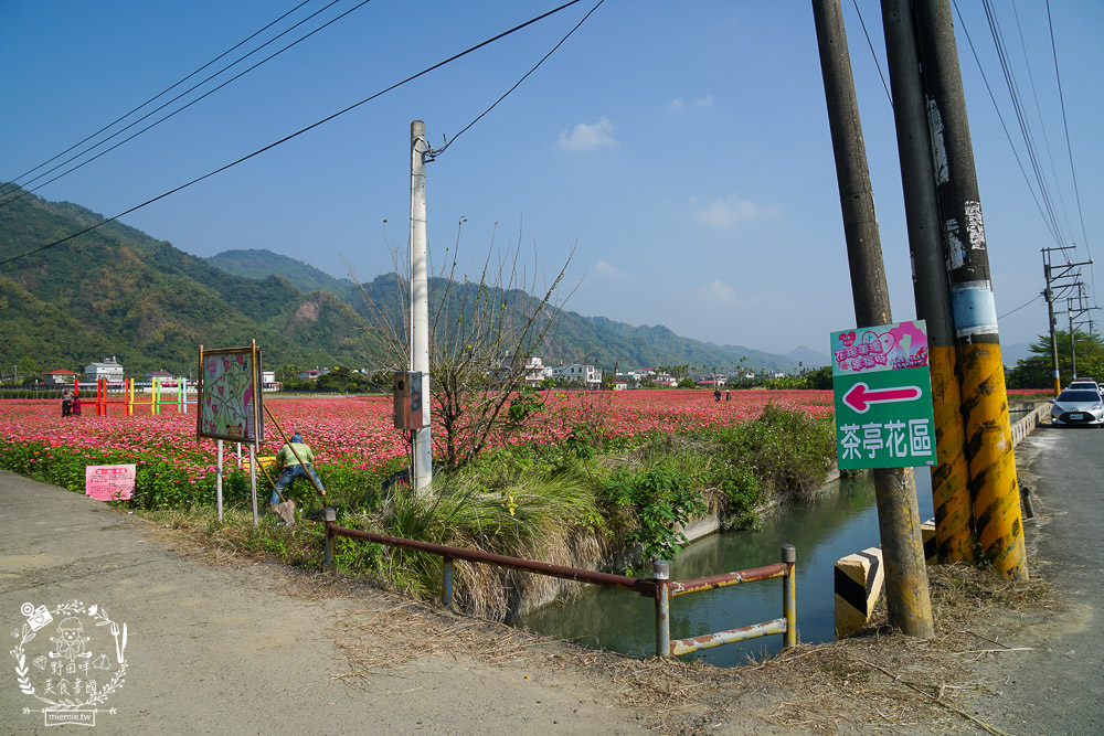 2025美濃花海|高雄色彩絢麗的繽紛浪漫花海!超好拍的七彩巨椅+兔兔藝術裝置!向日葵+百日草+大波斯菊等絢爛花海~
