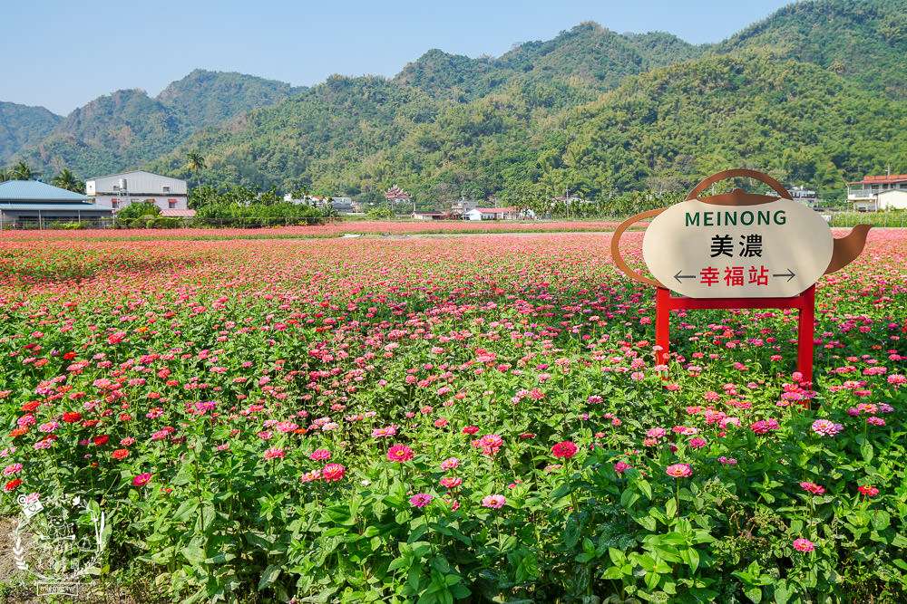 2025美濃花海|高雄色彩絢麗的繽紛浪漫花海!超好拍的七彩巨椅+兔兔藝術裝置!向日葵+百日草+大波斯菊等絢爛花海~