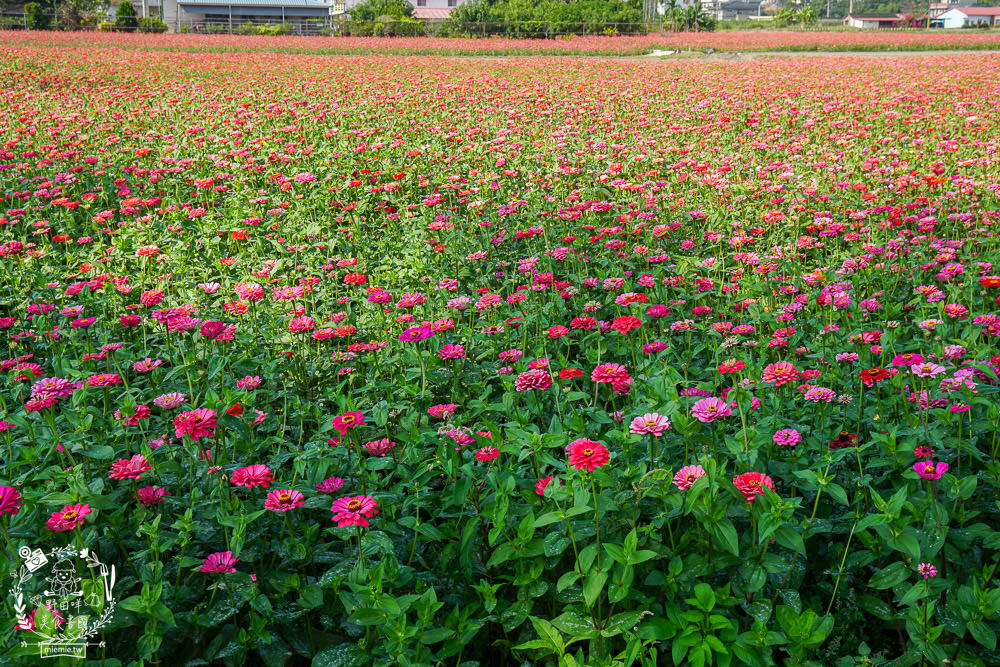 2025美濃花海|高雄色彩絢麗的繽紛浪漫花海!超好拍的七彩巨椅+兔兔藝術裝置!向日葵+百日草+大波斯菊等絢爛花海~