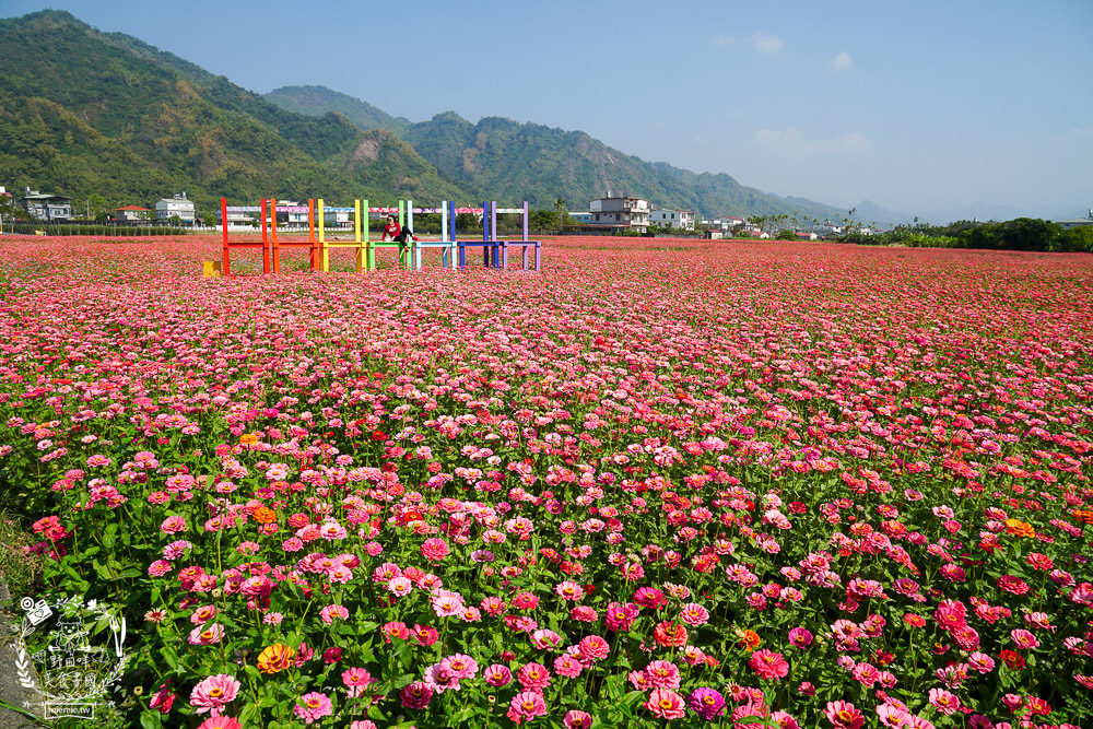 2025美濃花海|高雄色彩絢麗的繽紛浪漫花海!超好拍的七彩巨椅+兔兔藝術裝置!向日葵+百日草+大波斯菊等絢爛花海~