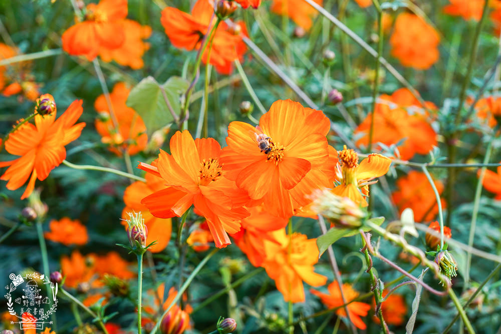 2025美濃花海|高雄色彩絢麗的繽紛浪漫花海!超好拍的七彩巨椅+兔兔藝術裝置!向日葵+百日草+大波斯菊等絢爛花海~