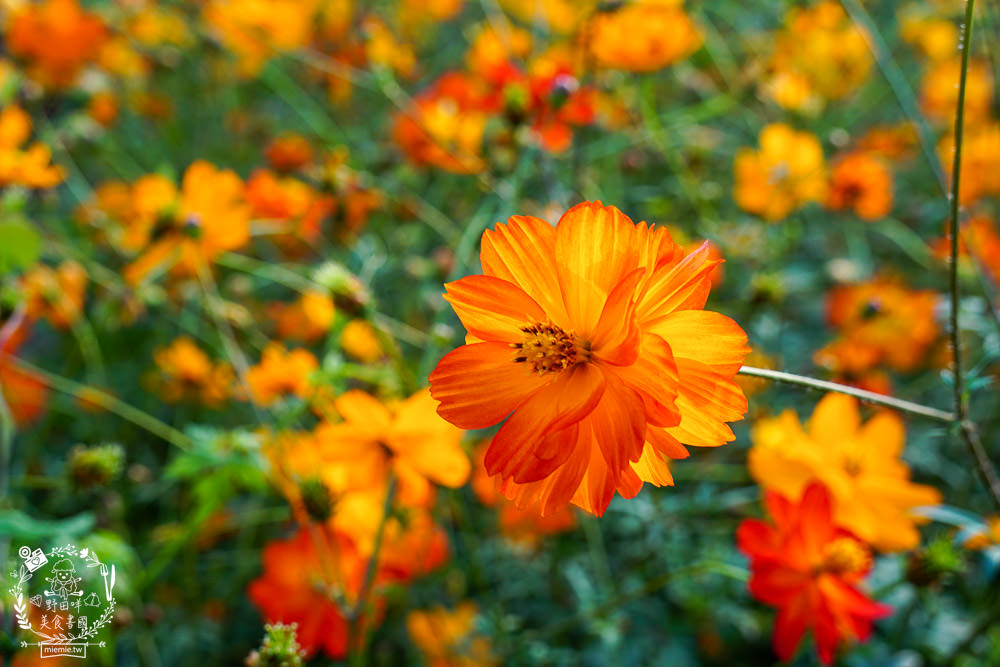 2025美濃花海|高雄色彩絢麗的繽紛浪漫花海!超好拍的七彩巨椅+兔兔藝術裝置!向日葵+百日草+大波斯菊等絢爛花海~