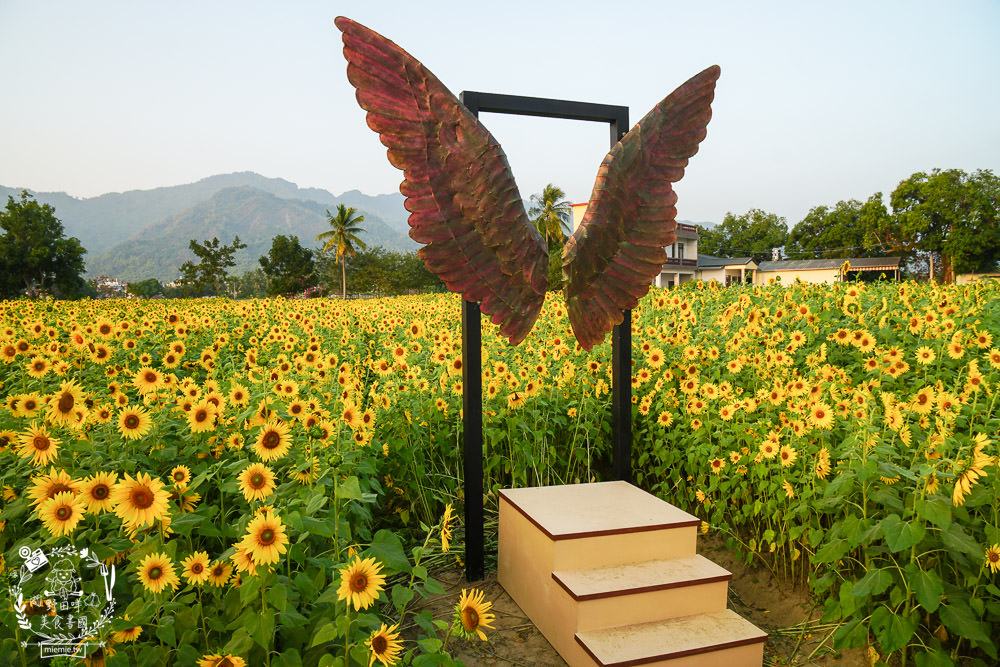 2025美濃花海|高雄色彩絢麗的繽紛浪漫花海!超好拍的七彩巨椅+兔兔藝術裝置!向日葵+百日草+大波斯菊等絢爛花海~