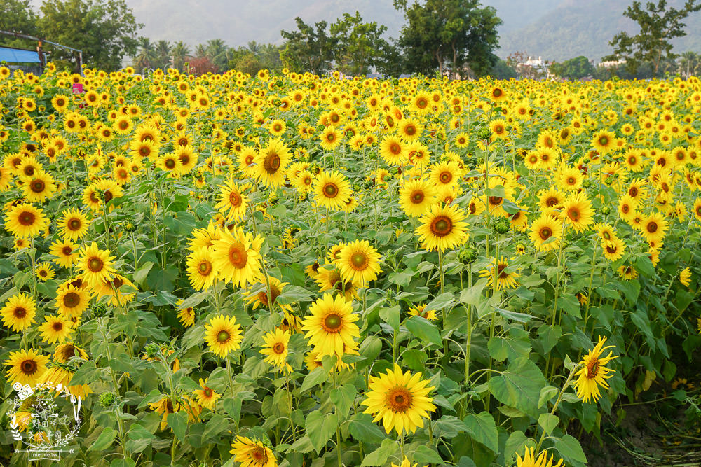2025美濃花海|高雄色彩絢麗的繽紛浪漫花海!超好拍的七彩巨椅+兔兔藝術裝置!向日葵+百日草+大波斯菊等絢爛花海~